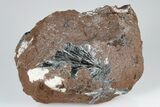 Metallic, Needle-Like Pyrolusite Crystals - Morocco #183864-2